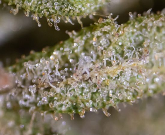 el hachis proviene de los tricomas de la planta de cannabis